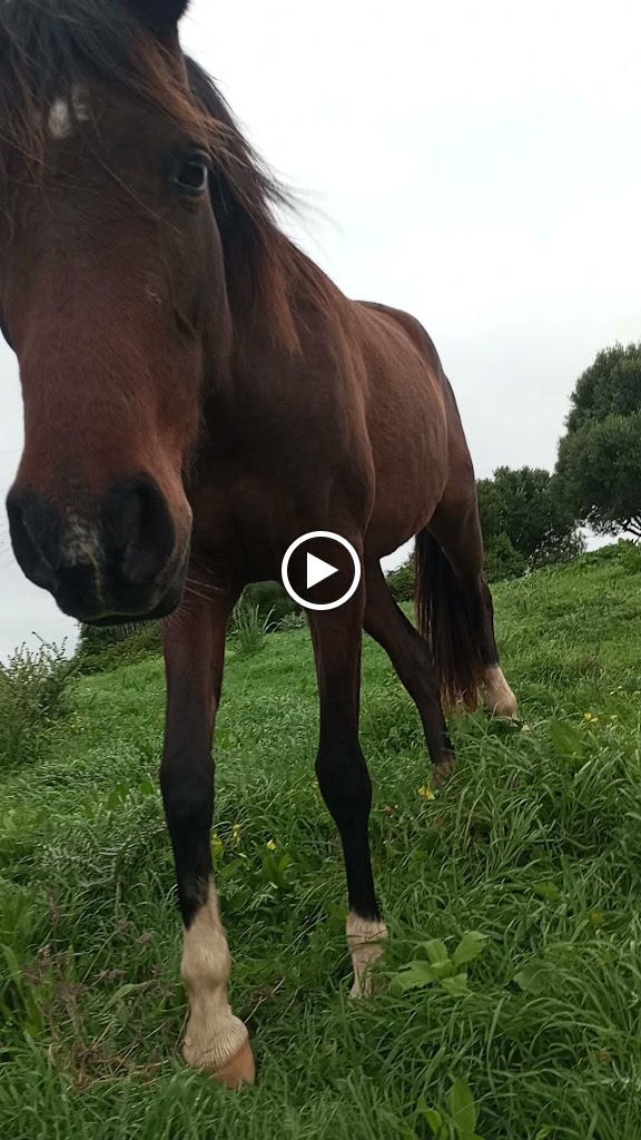 Clinica Veterinaria El CARRETERO — Caballo