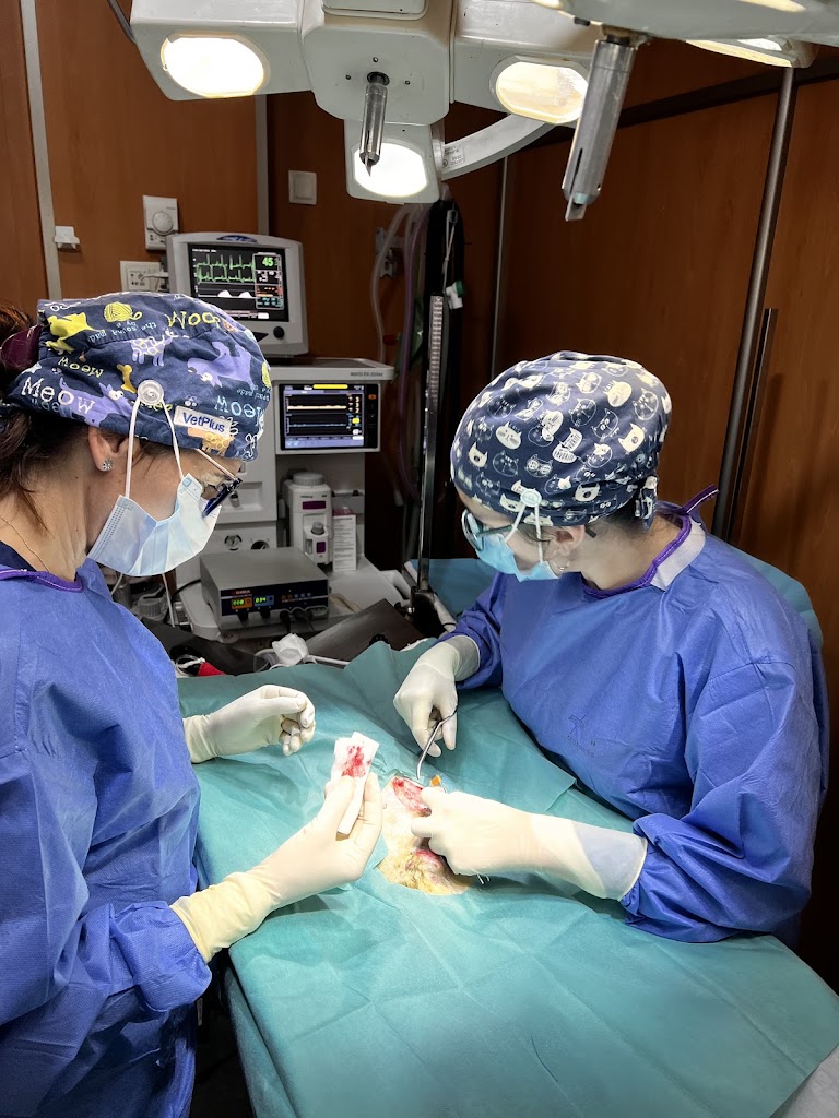 Hospital Veterinario San Francisco Vinaros — Del propietario