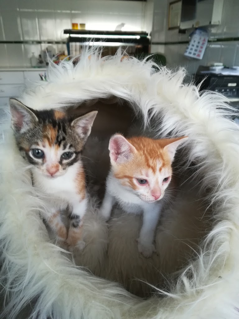 CLINICA VETERINARIA CHAMAN — Gato