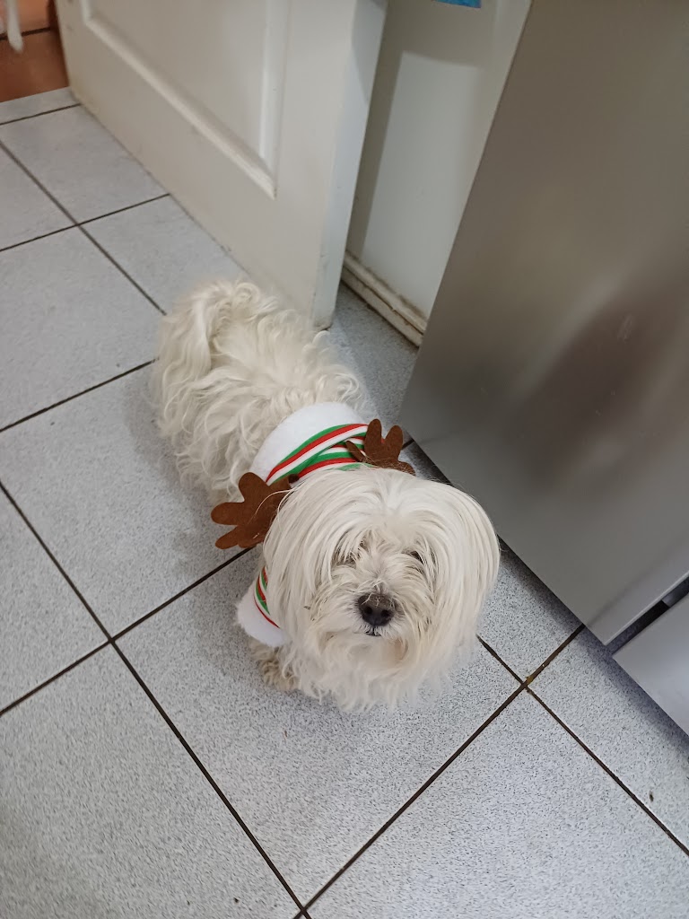 Perro