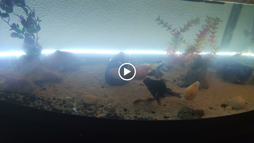 Restaurante La Cuba — Videos