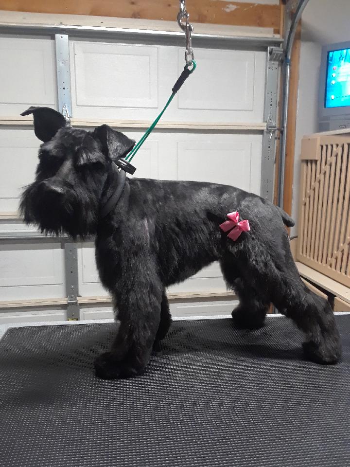 Dog