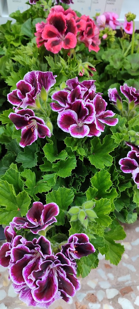 Euro Regalo El Mayordomo