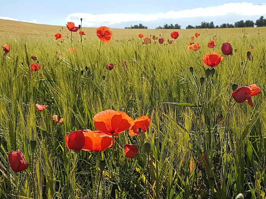 Paseo de los Barrancones