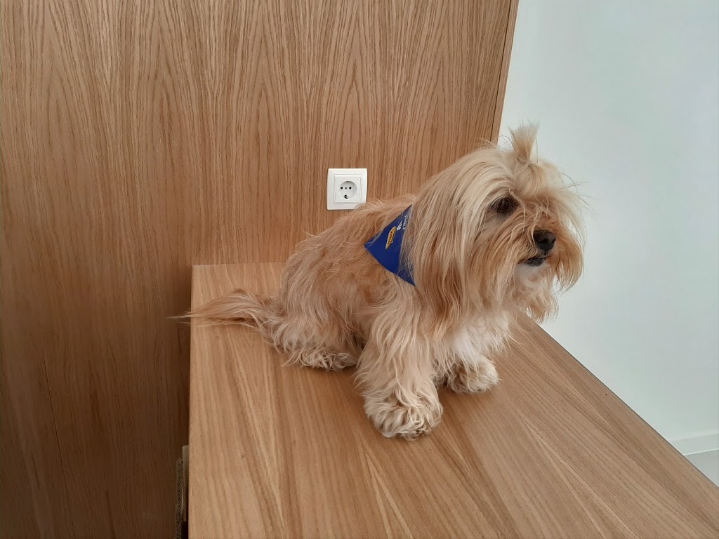 Centro Veterinario VetCangas — Perro
