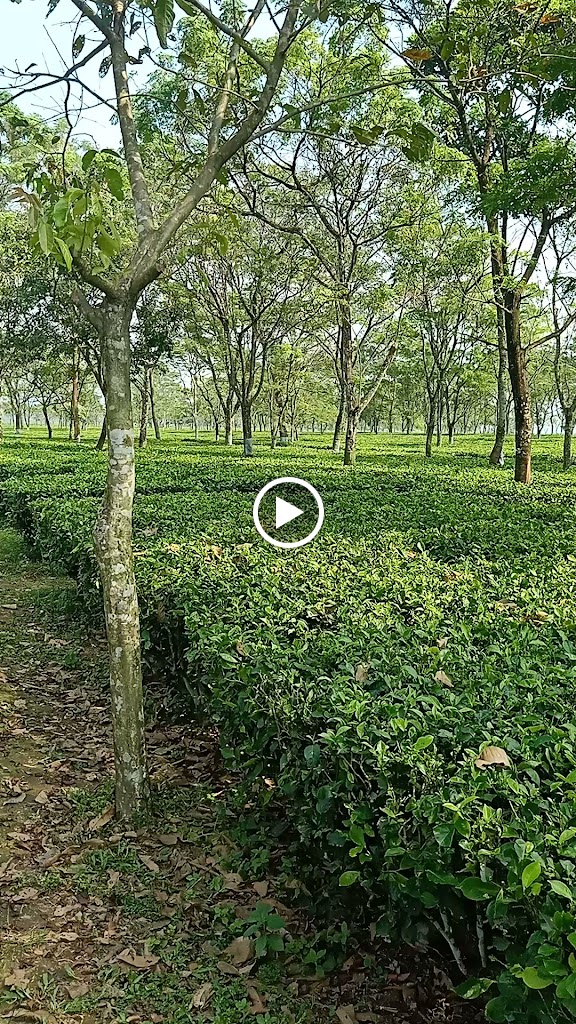 Videos