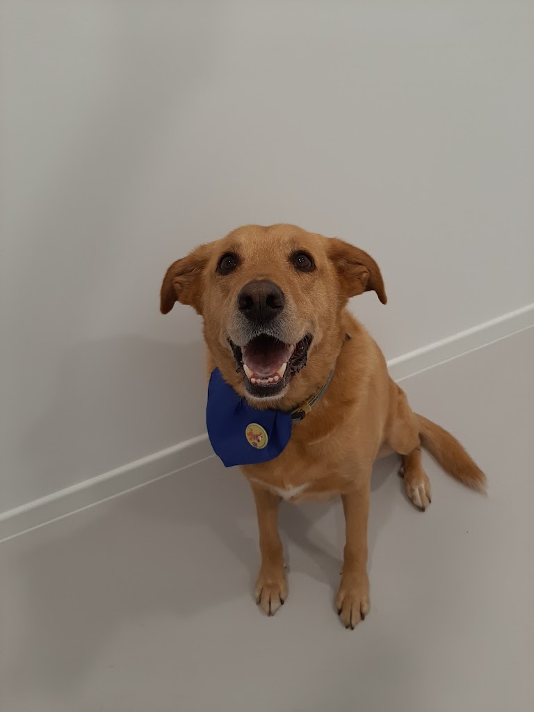 Centro Veterinario VetCangas