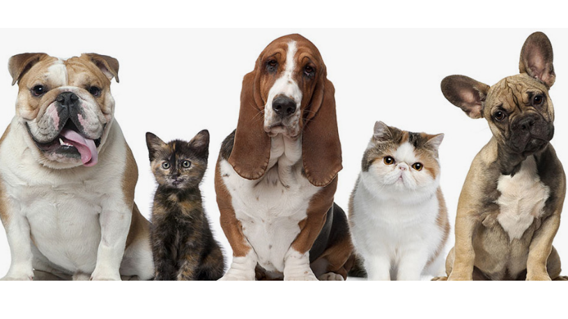 Clinica Veterinaria Amigos