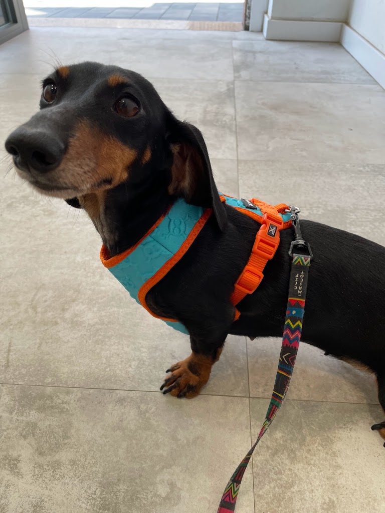 Centre Veterinari Pachuchis — Perro