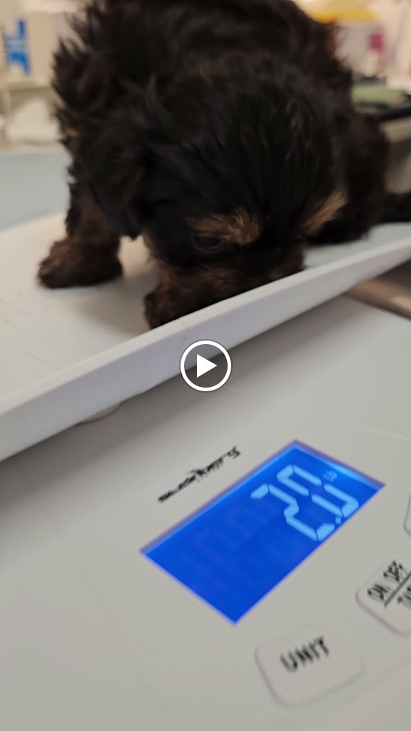 Centro Veterinario VETERIS Sitges — Videos