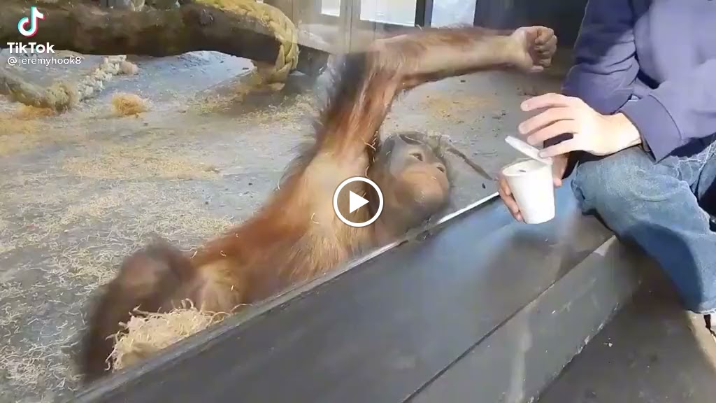 Clinica veterinaria Animal Club — Videos