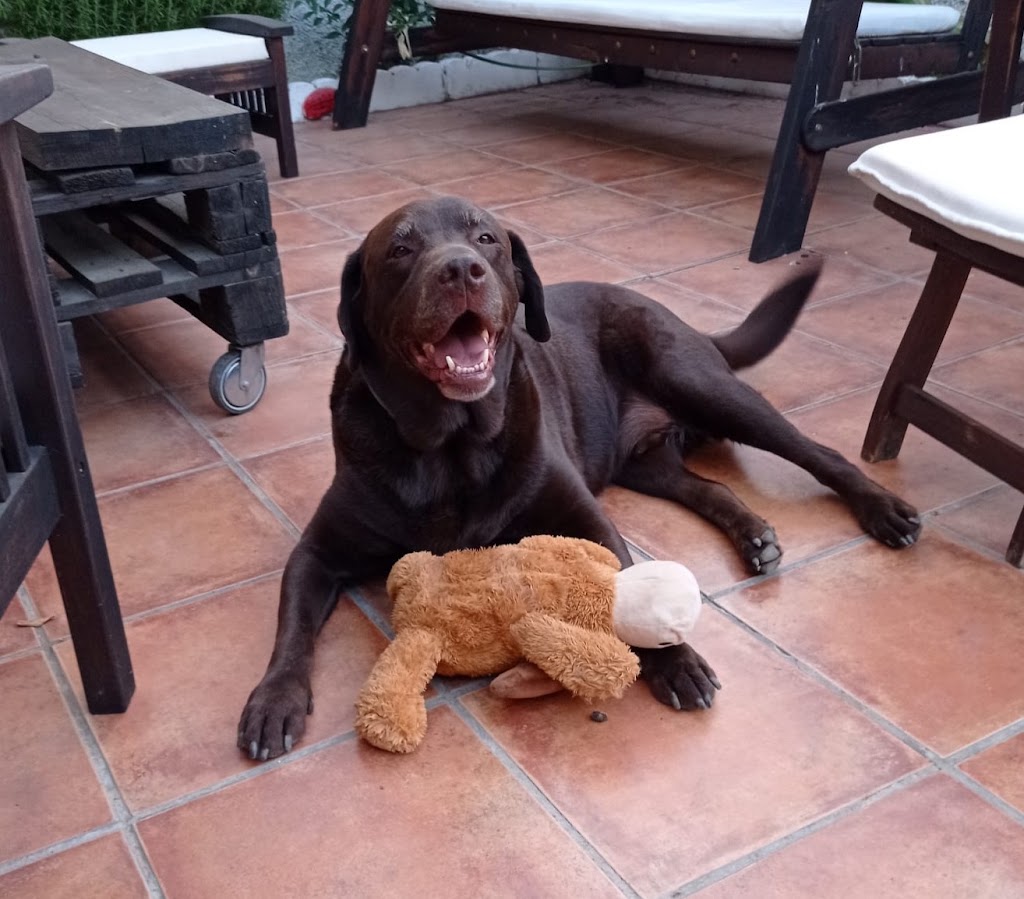 Clinica Veterinaria Bregus — Perro