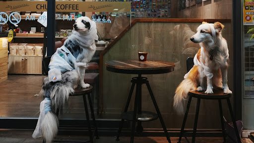 群咖啡 石牌店（寵物友善咖啡廳，內有店狗） 的照片