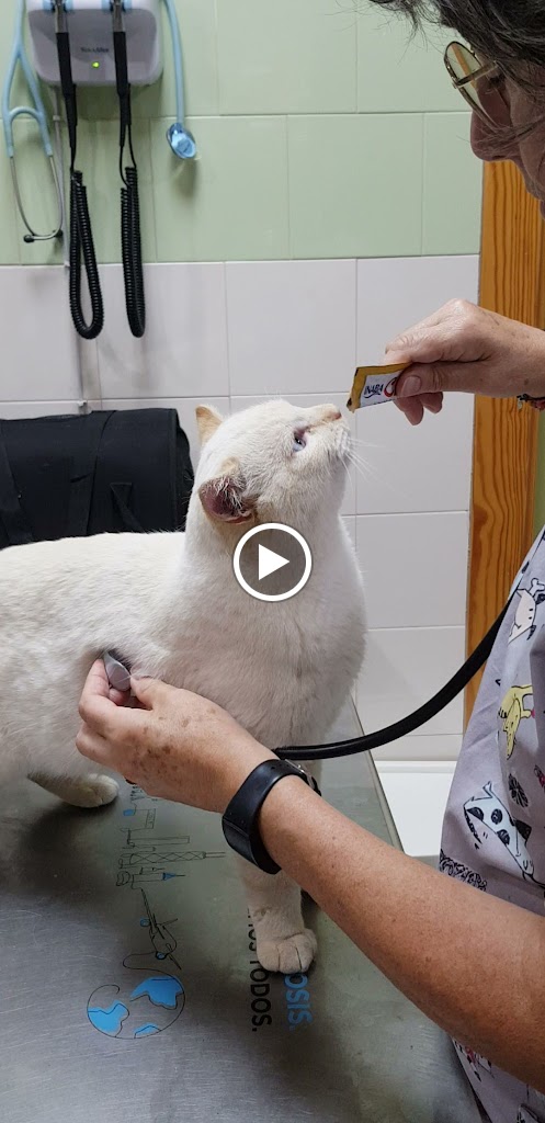 Clinica Veterinaria CeuVet — Del propietario