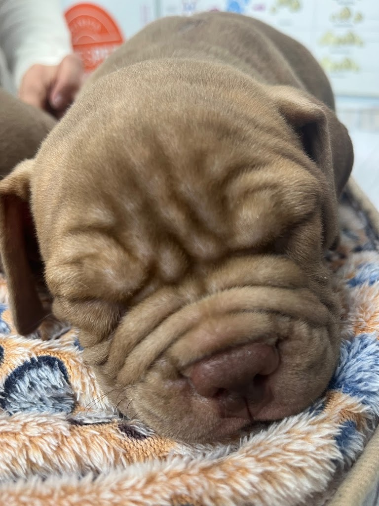 Clinica Veterinaria Pasion Canina — Del propietario