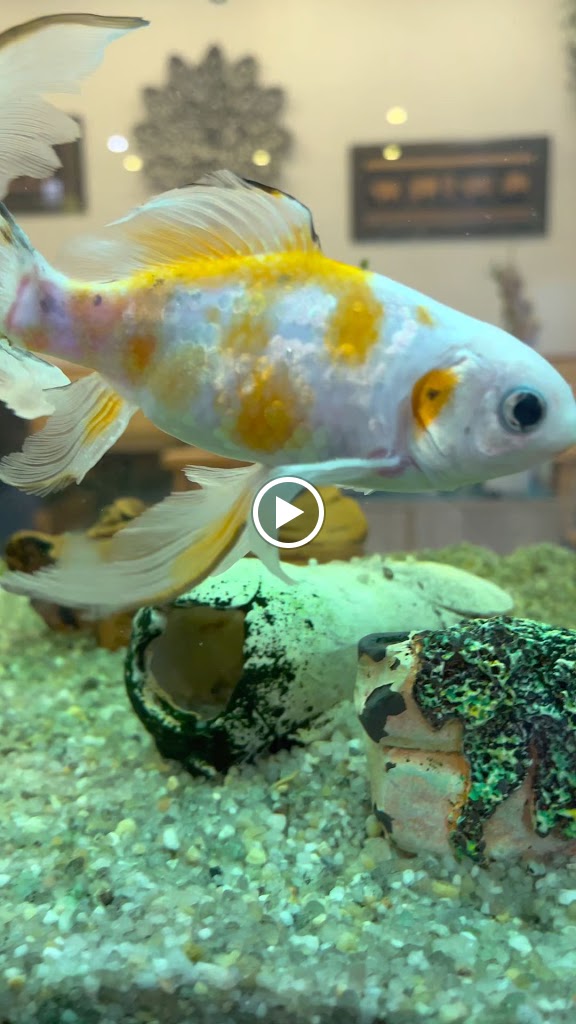 Restaurante Chino Asiatico Mislata — Videos