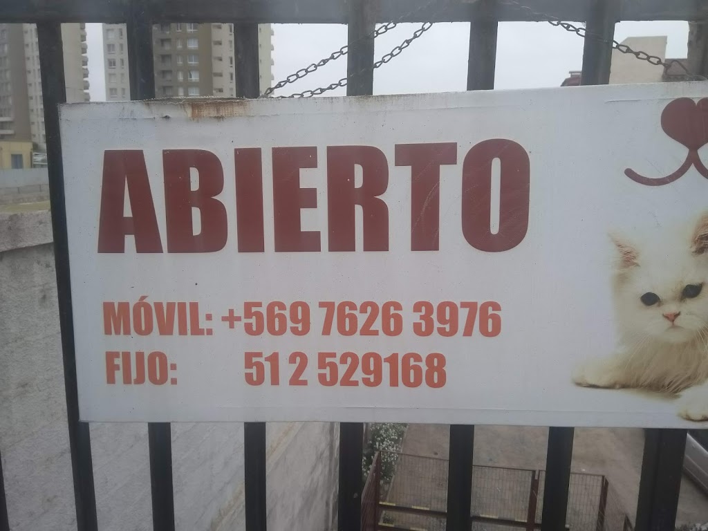Gato