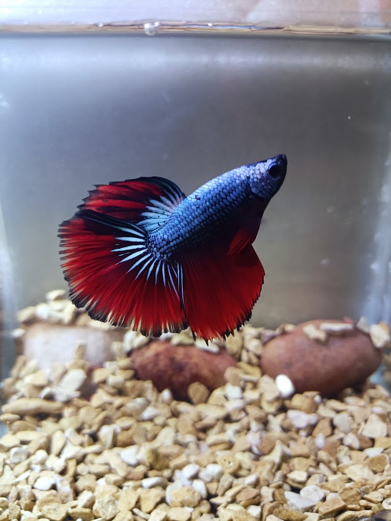 guppies_n_bettas.bbsr