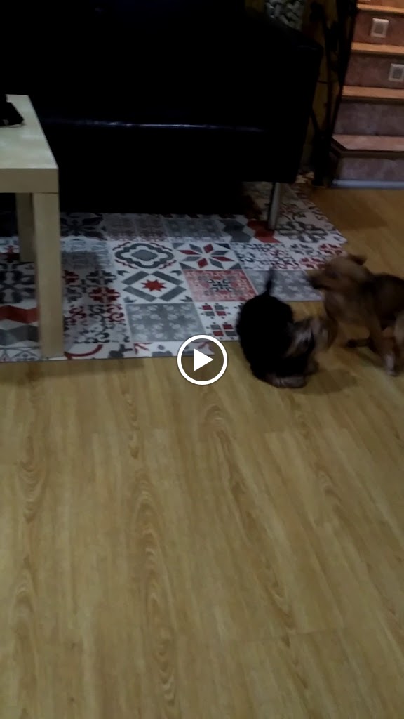 Sidreria San Bernardo — Videos