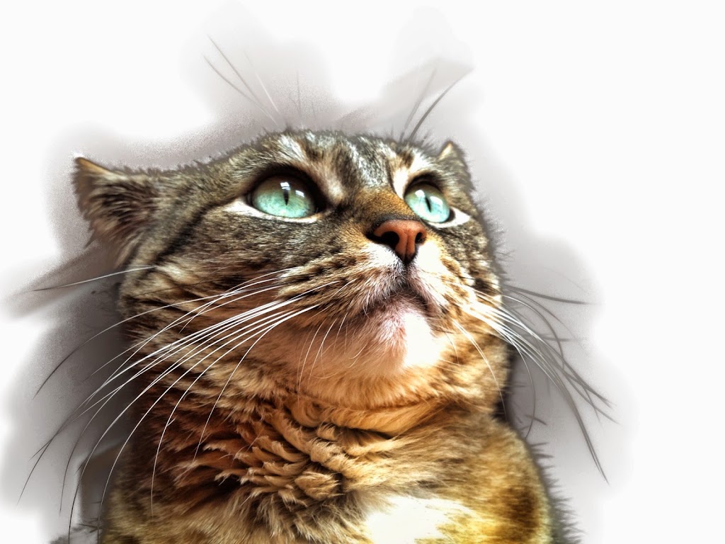 Centro Veterinario I+VET — Del propietario