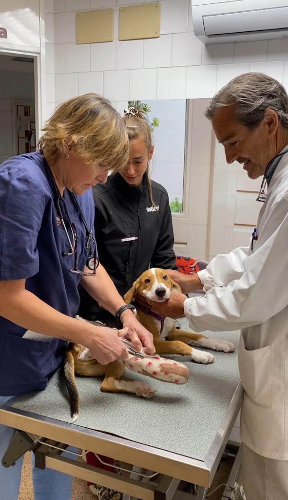 Clinica Veterinaria Bestiari