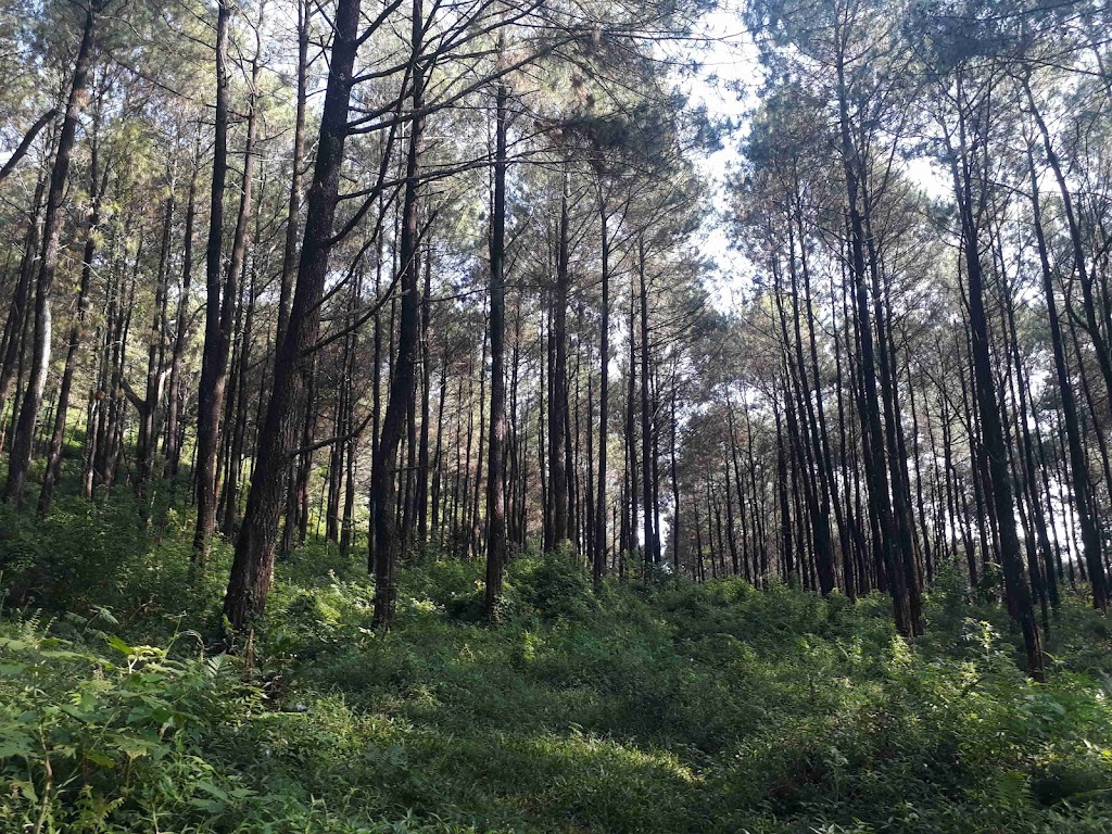 PENDAKIAN MT. ALAP-ALAP & DAWUHAN CAMPSITE