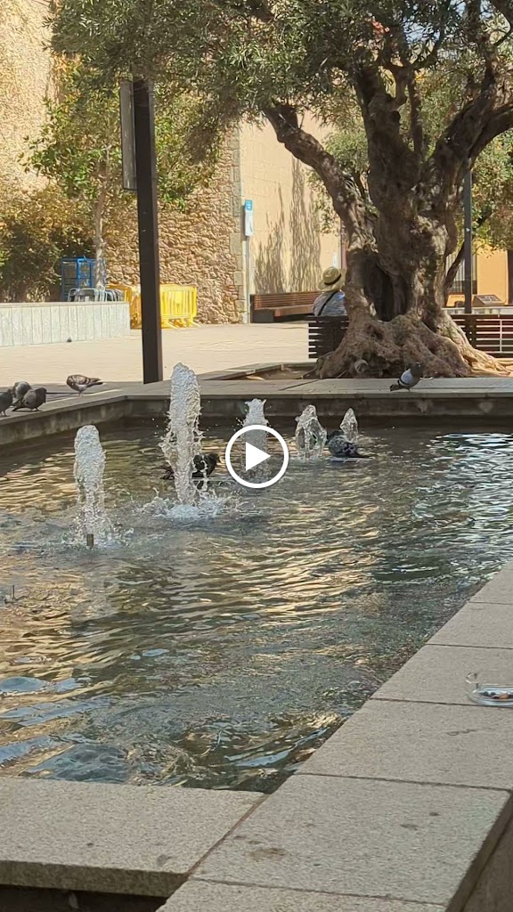 Porcus Calella — Videos