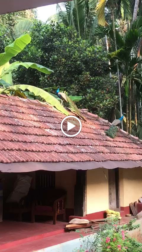 Videos