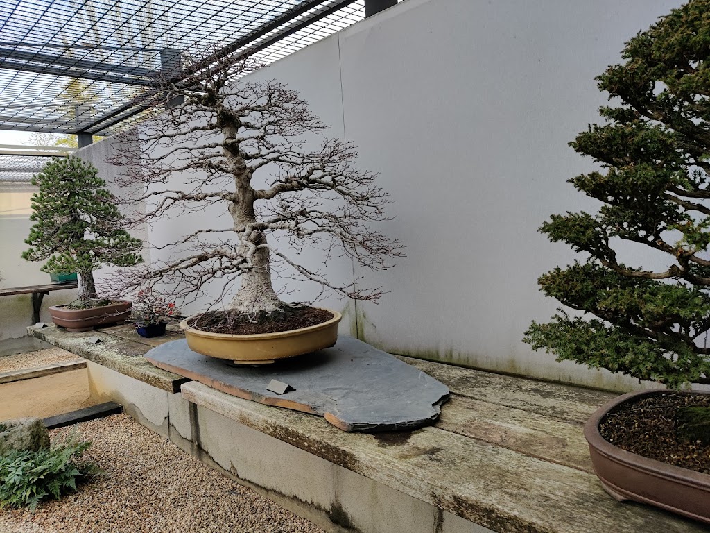 Museo del Bonsai Luis Vallejo