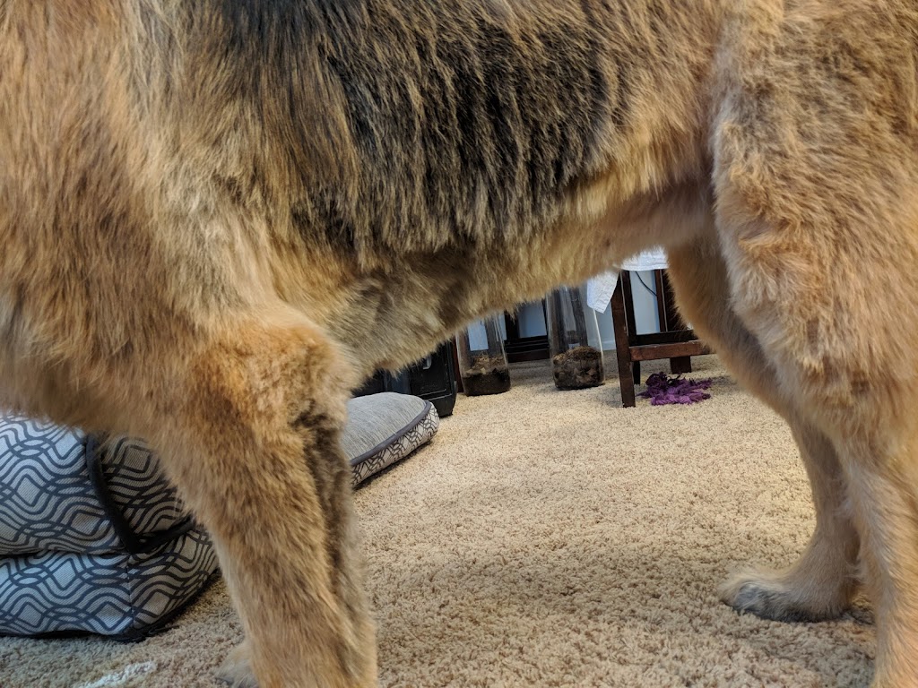 Dog
