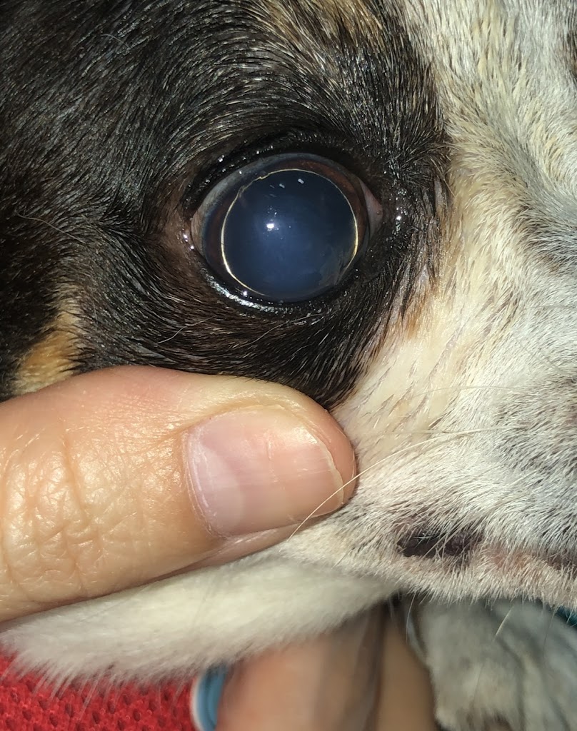 Oftalmologia Veterinaria Ana Delgado