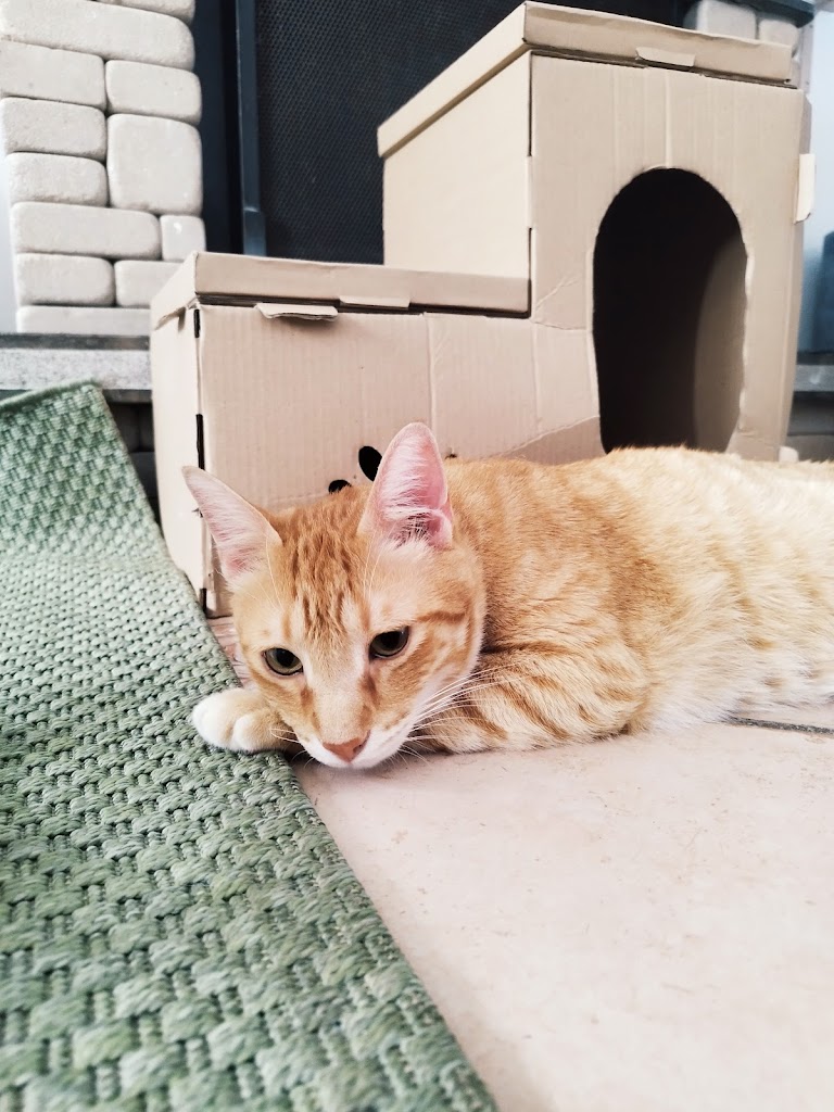 Mi Alma Animal | Cuidadora de gatos