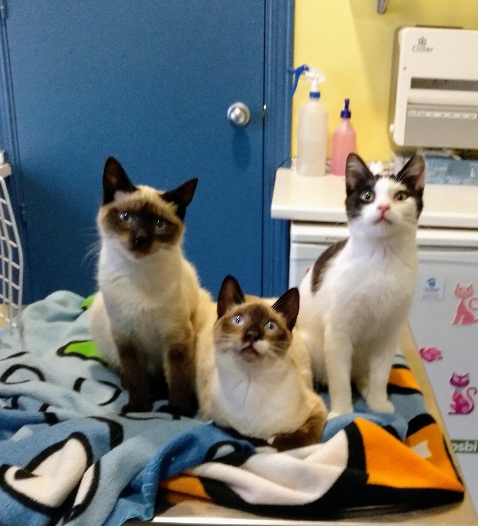 Centro Veterinario Las Navas — Gato