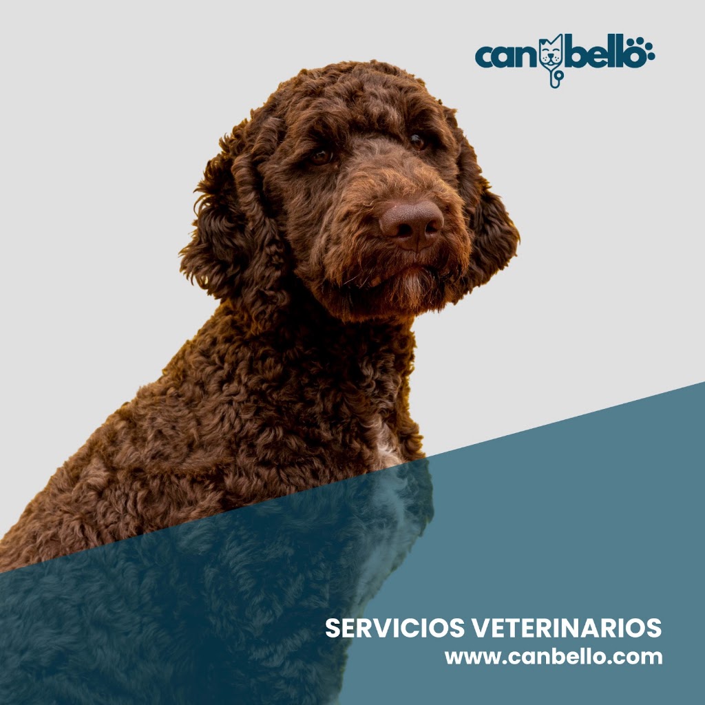 Clinica Veterinaria | San Jose de la rinconada | Canbello — Perro