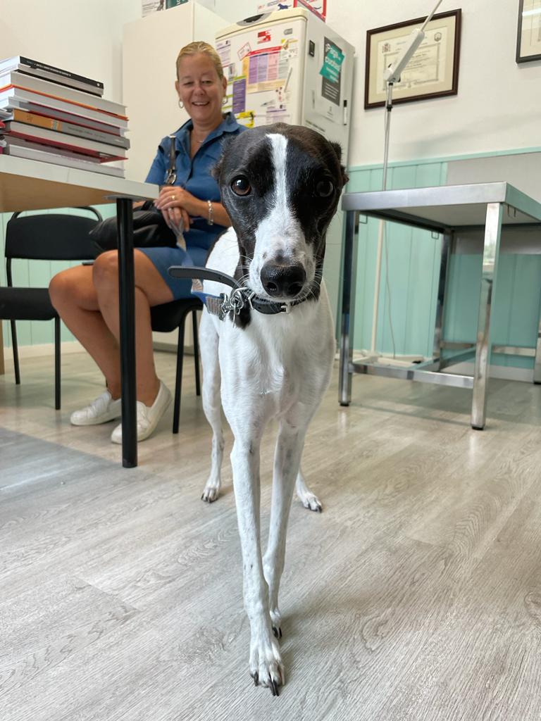 Centro Veterinario Fenix — Perro