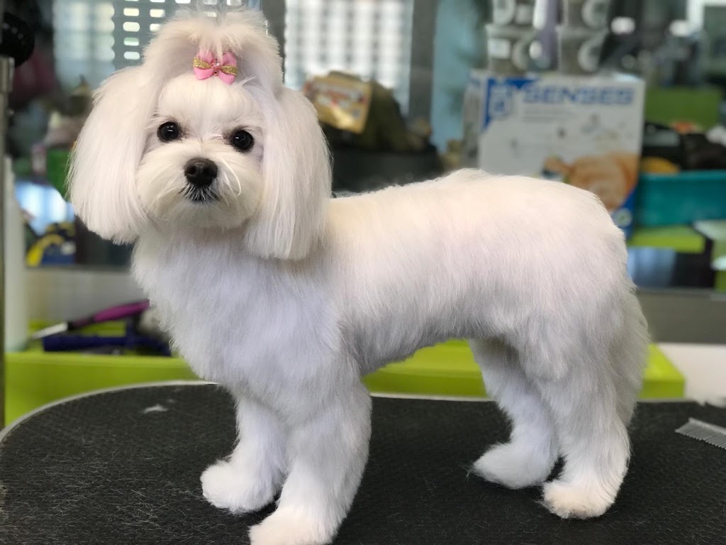 Centro Veterinario Provet — Del propietario
