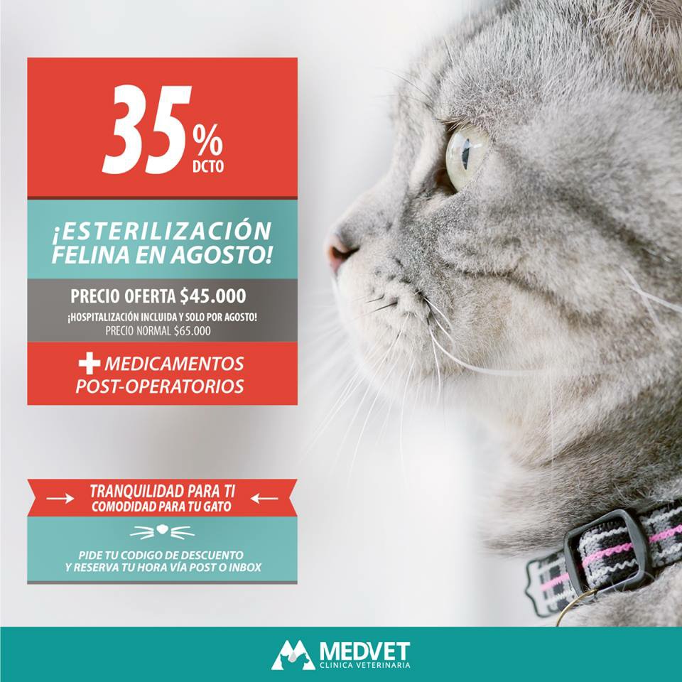Gato
