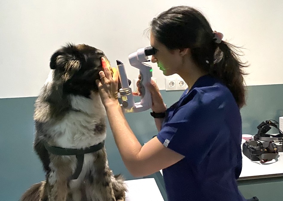 IVO Oftalmologia Veterinaria Ibiza