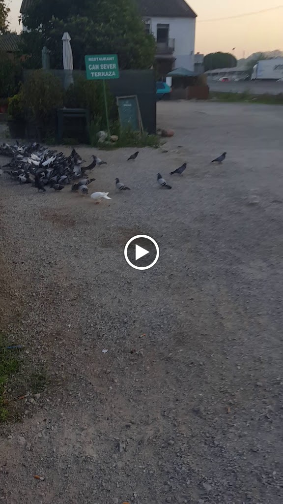 CAN SEVER — Videos