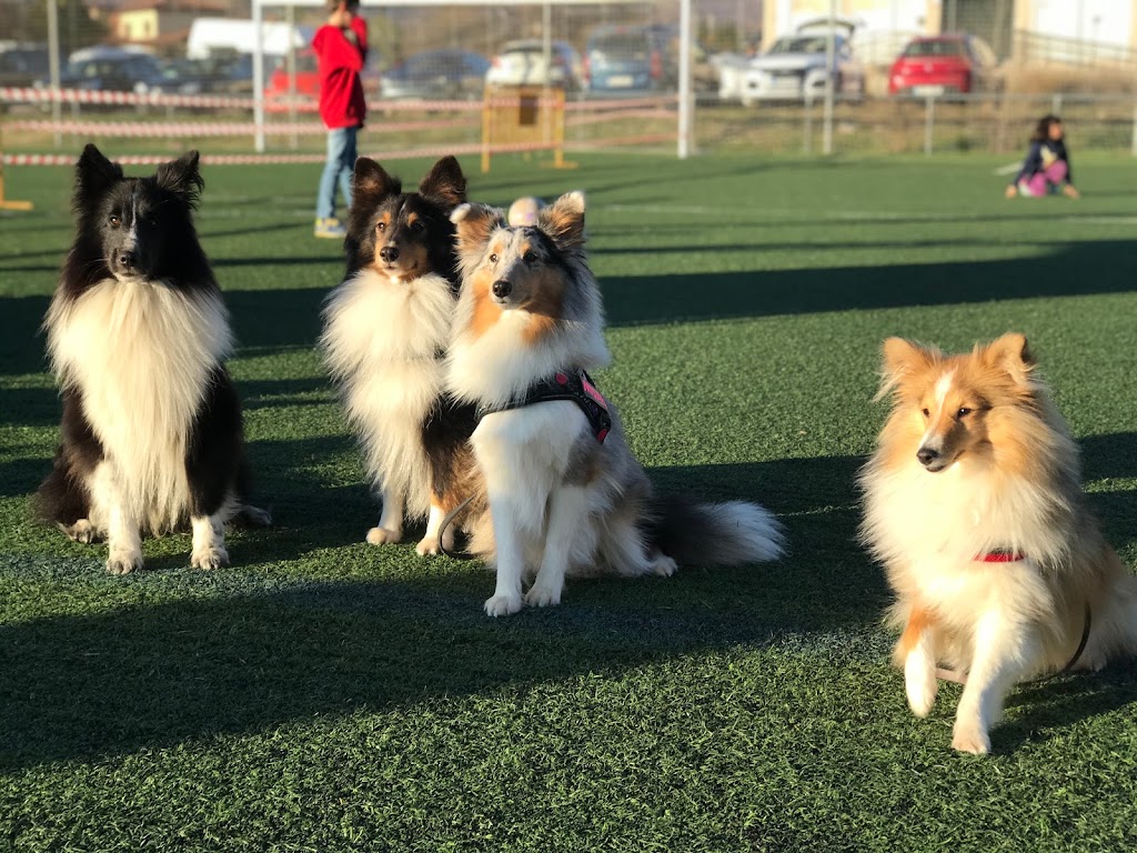 Centro Canino Cococan — Perro