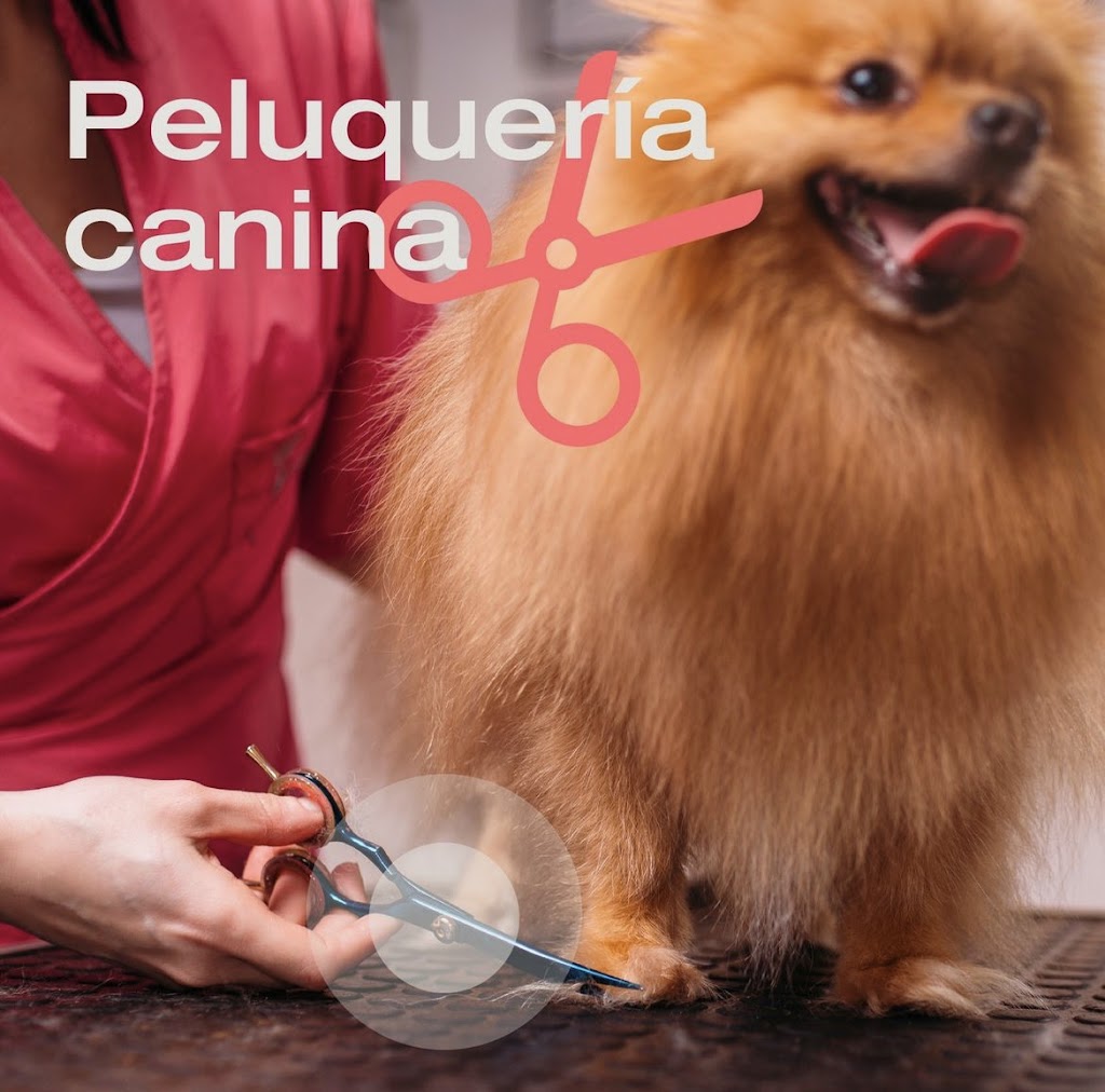 Clinica Veterinaria Vetium — Perro