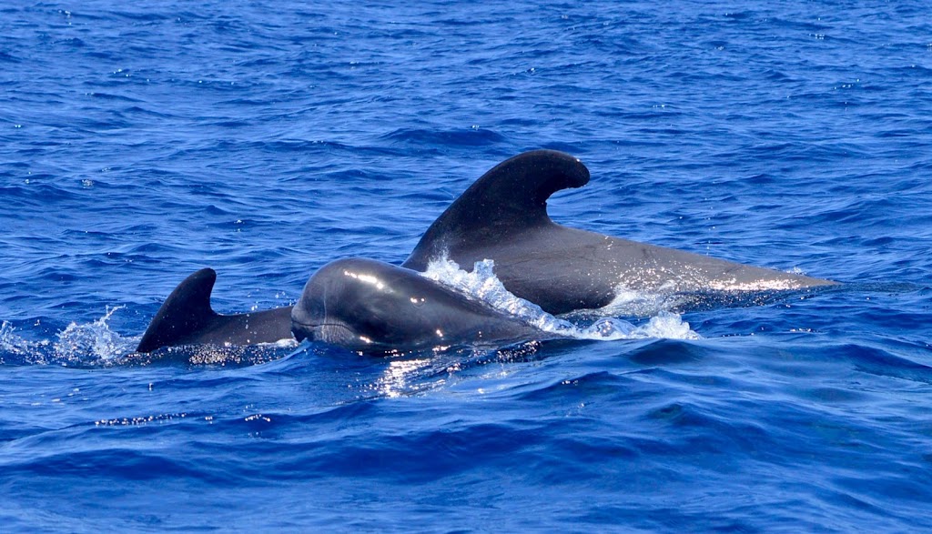 Whale Watch Tenerife