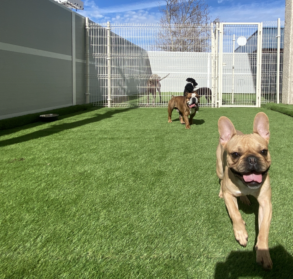 Vive Pets (San Sebastian de los Reyes) Hotel 24h, guarderia y peluqueria canina