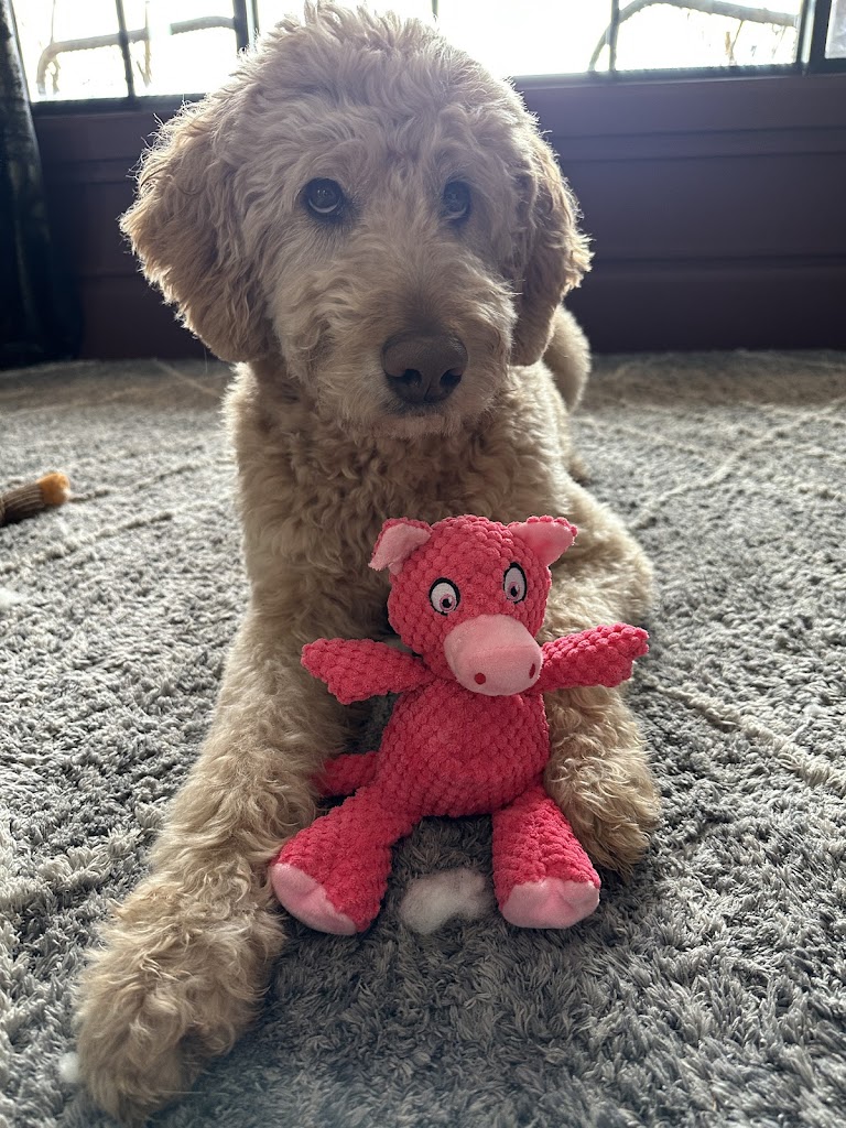 Paws Spa Dog Salon in Salt-Lake-City