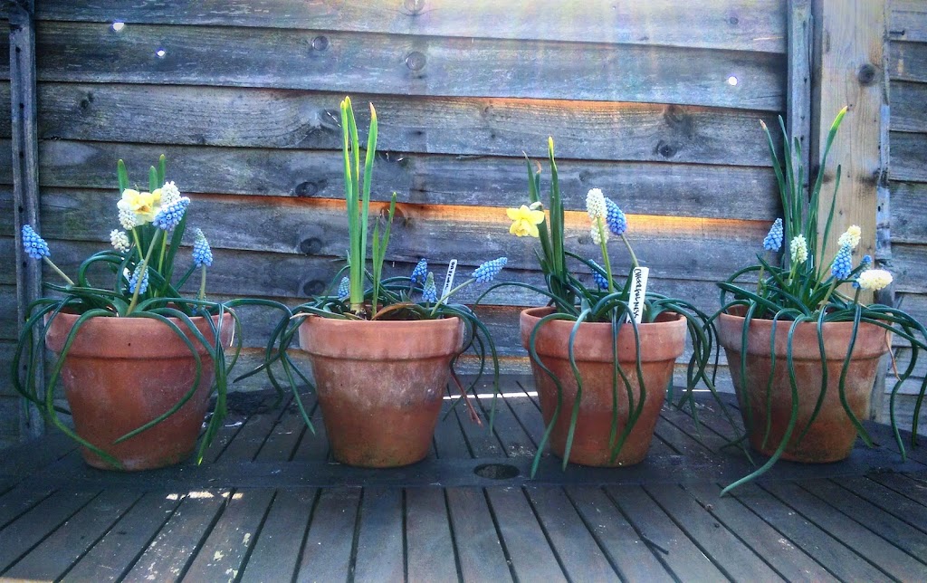 The Little Flower Plot