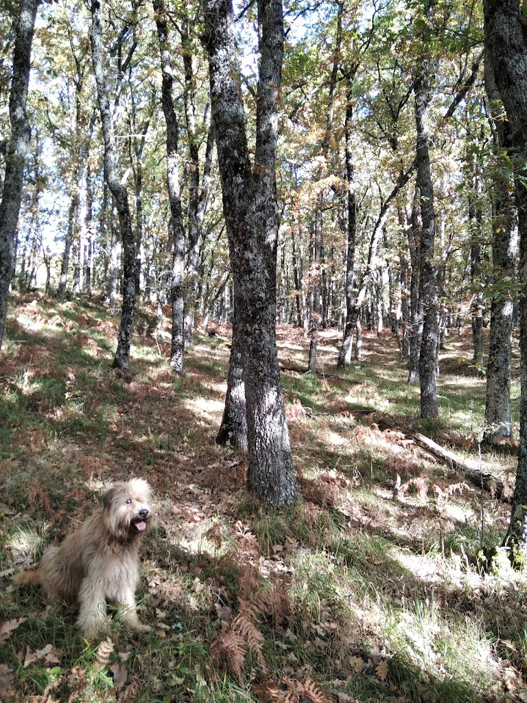 Monte corcos