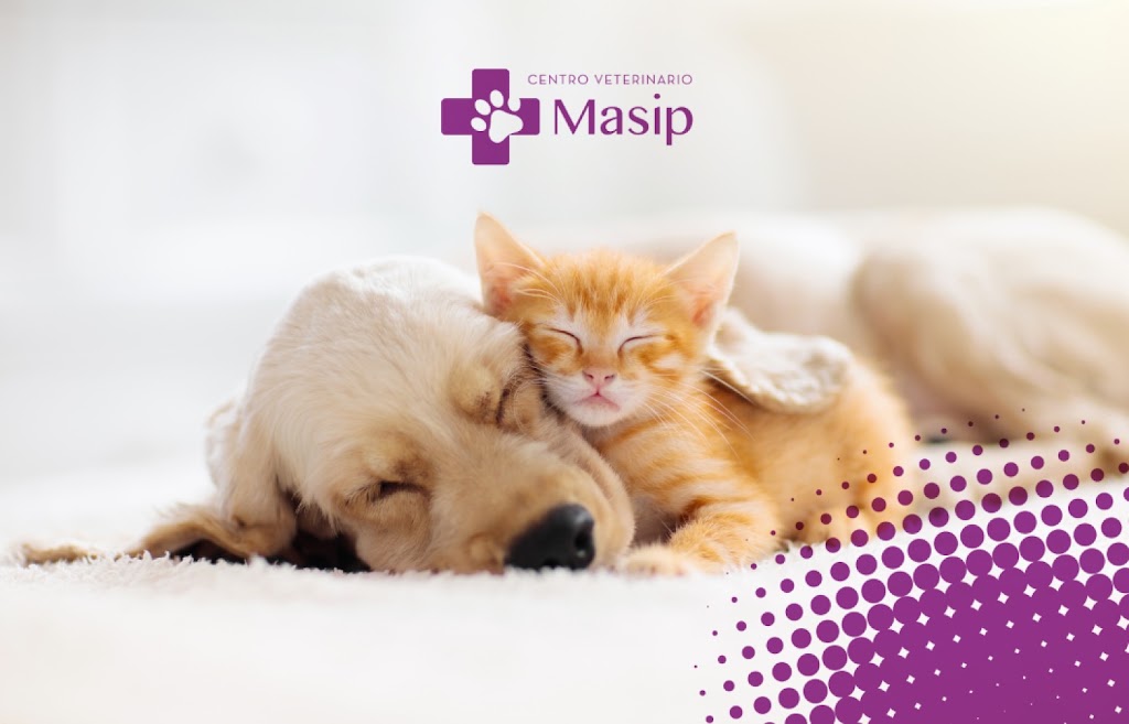 Centro Veterinario Masip — Gato