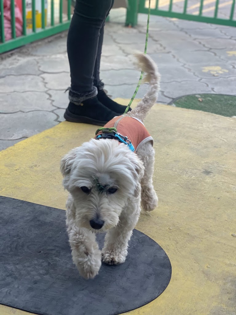 Perro