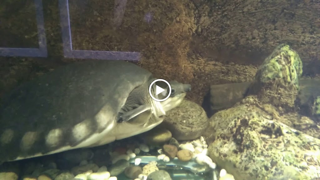 Granier Igualada — Videos