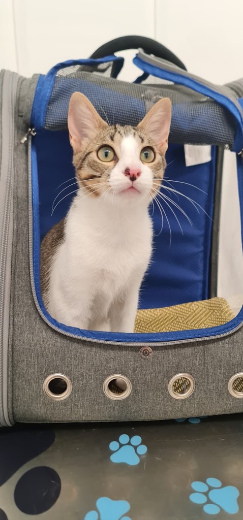 Clinica Veterinaria 4 Vents — Gato